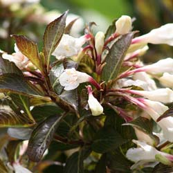 Weigelia nain Noir et Blanc